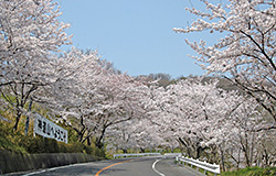神道山の桜並木